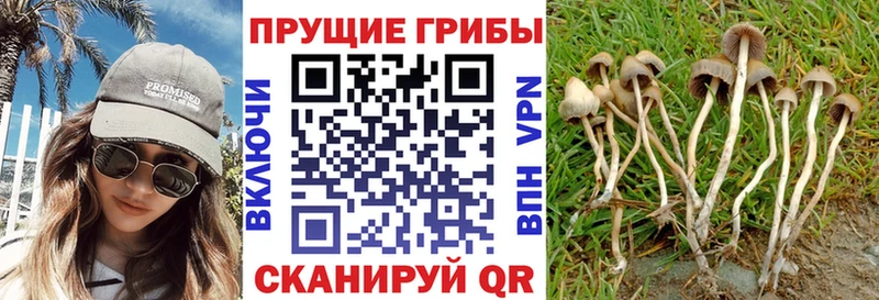 Галлюциногенные грибы Psilocybine cubensis Вичуга